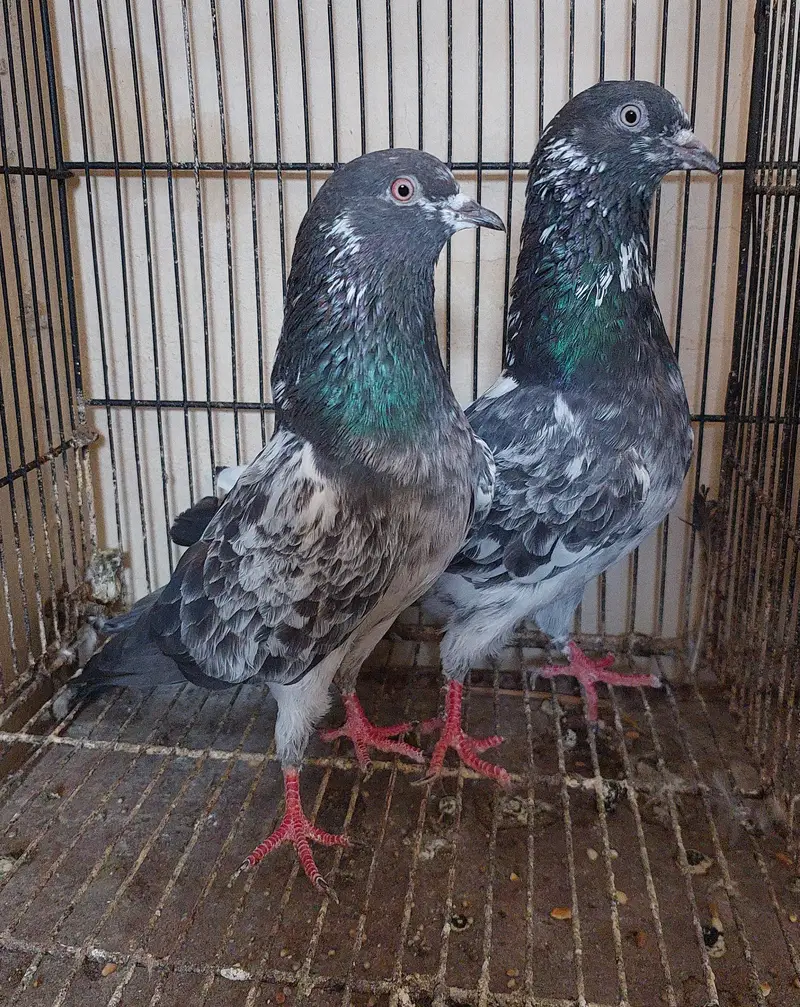 Old blood line breeder high flyer pigeons — photo 4