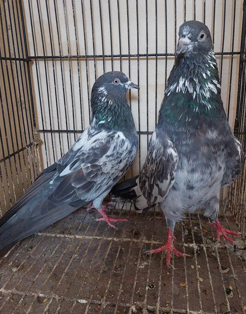 Old blood line breeder high flyer pigeons — photo 5