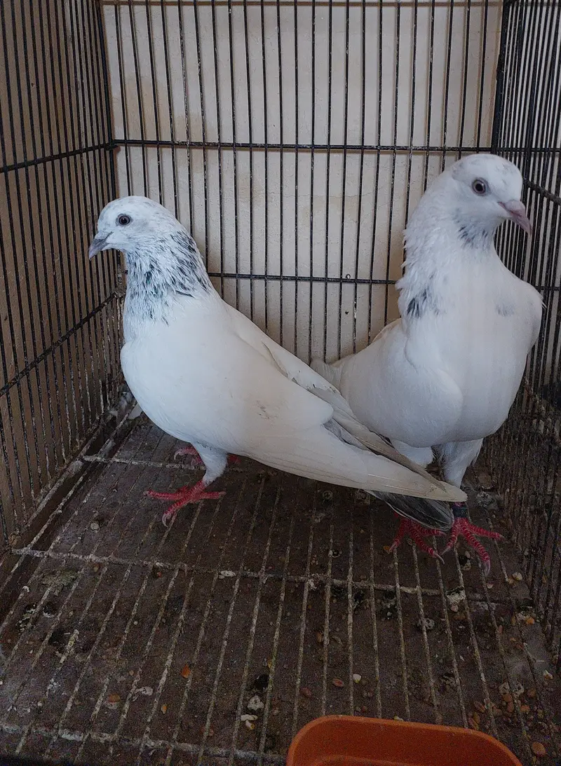 Old blood line breeder high flyer pigeons — photo 6