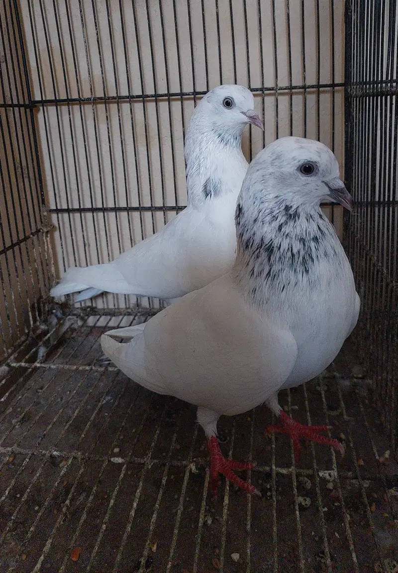Old blood line breeder high flyer pigeons — photo 7