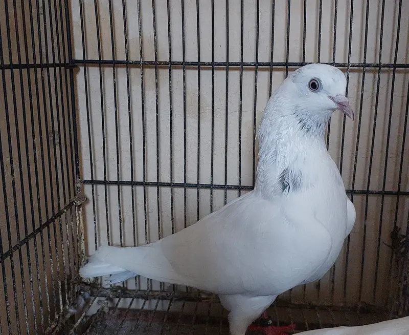 Old blood line breeder high flyer pigeons — photo 8