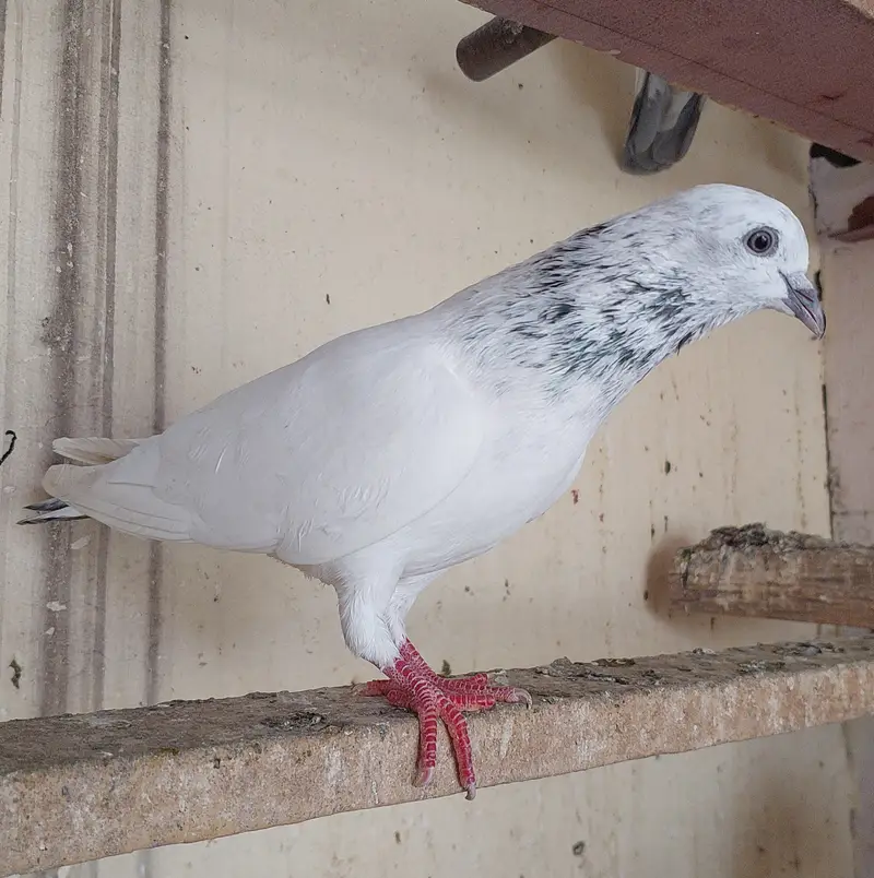 Old blood line breeder high flyer pigeons — photo 9