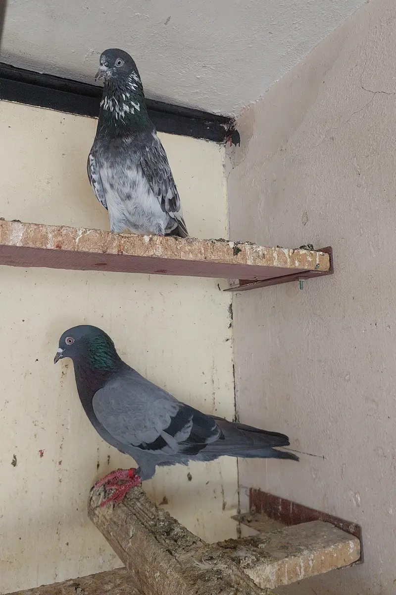 Old blood line breeder high flyer pigeons — photo 10