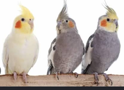 Birds Cocktail