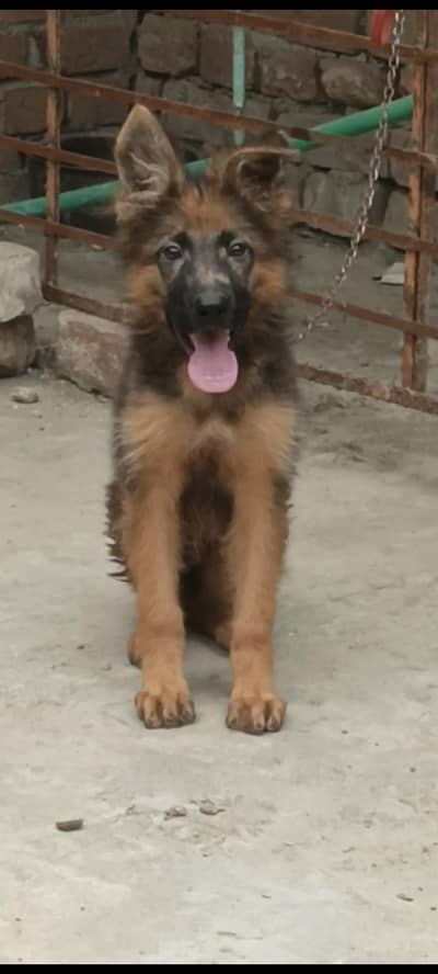 Male pup 03144588838