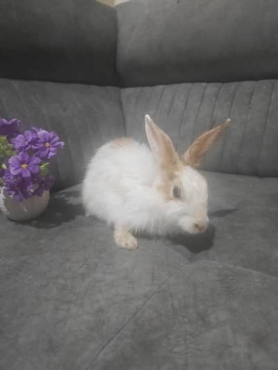 angora rabbit