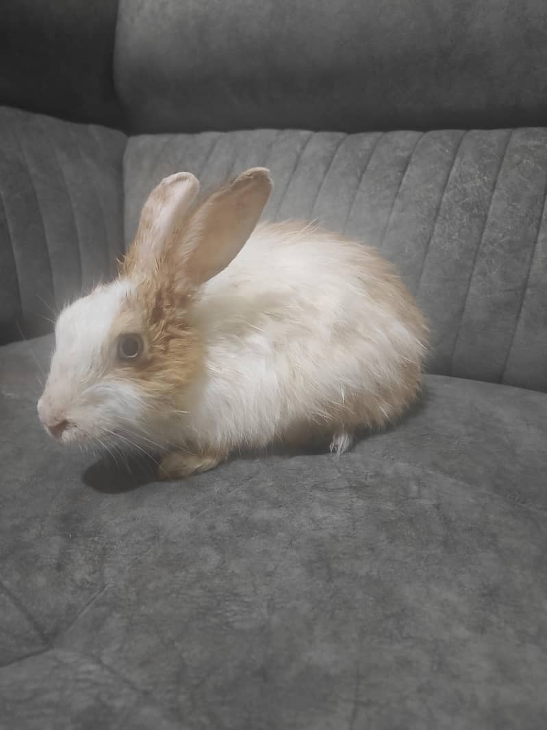 angora rabbit 1