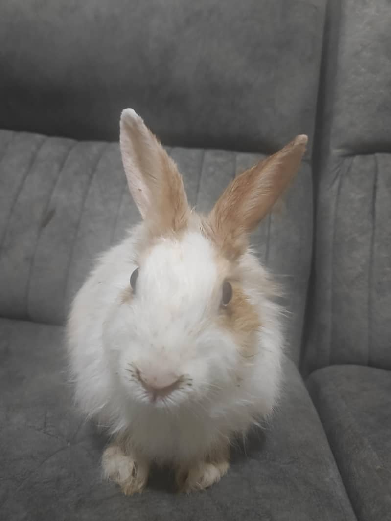 angora rabbit 2