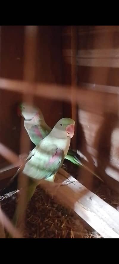 parrot for sale location multan