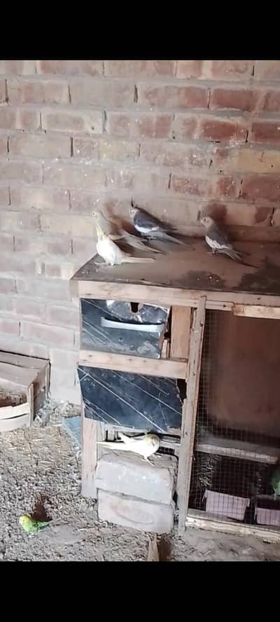 parrot for sale location multan