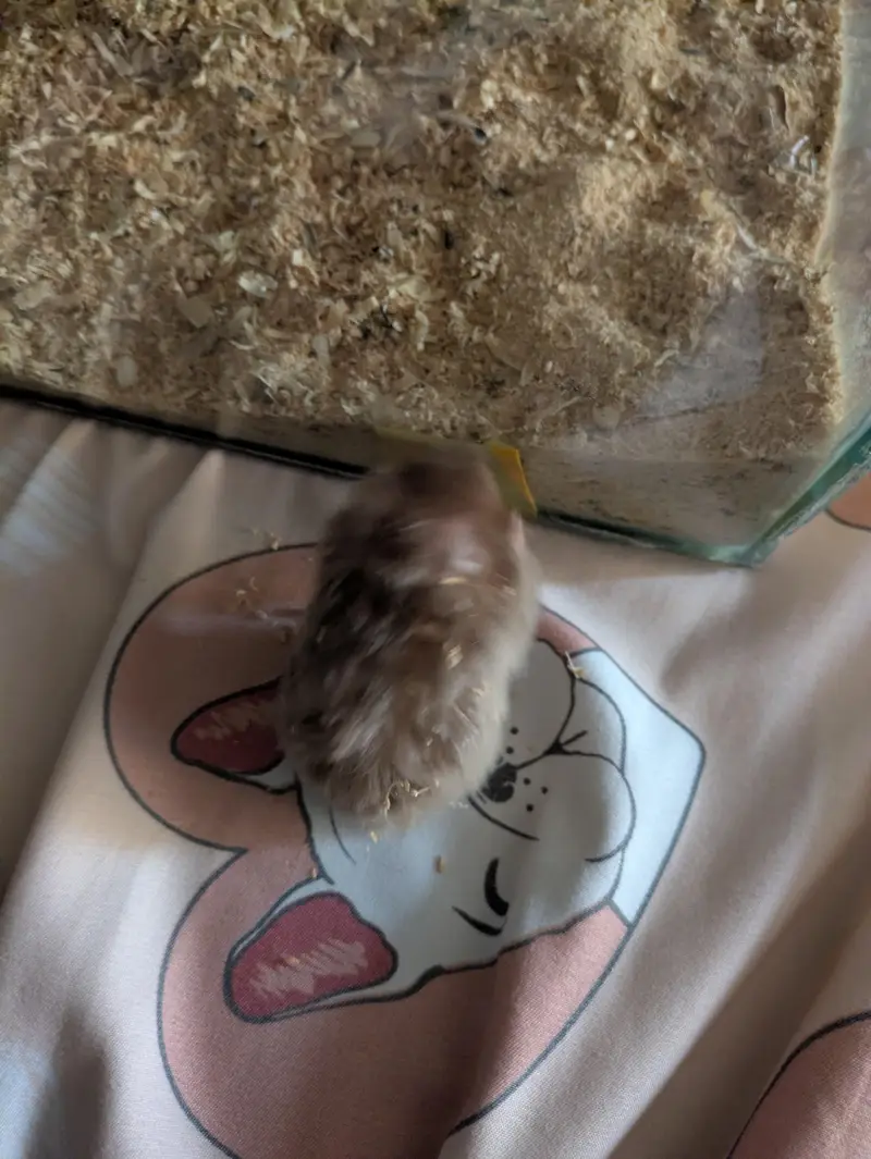 hamster — photo 2