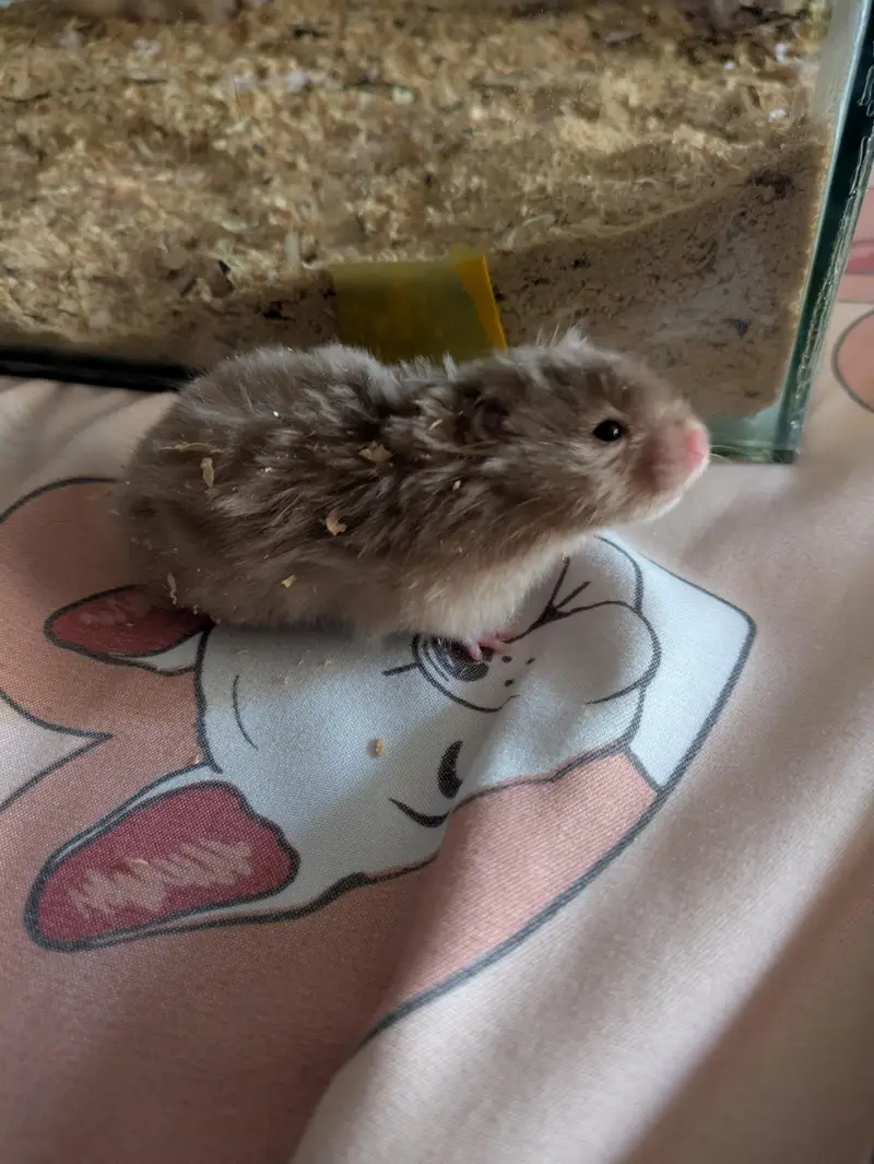 hamster — photo 3