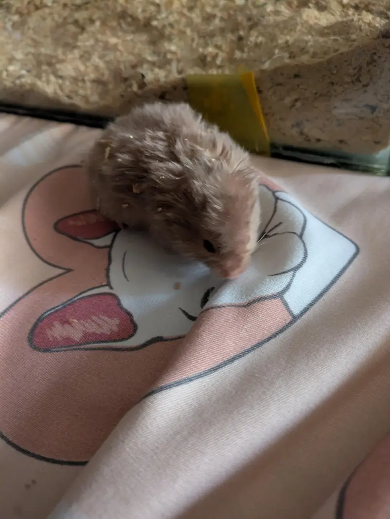 hamster — photo 4