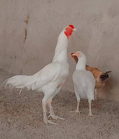 سفید جوڑا فار سیل