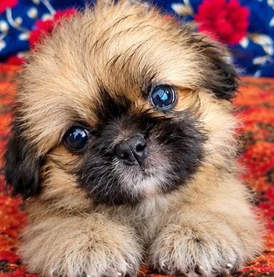 shih tzu puppy female available for sale