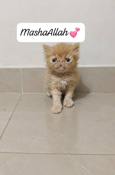 peke male kitten