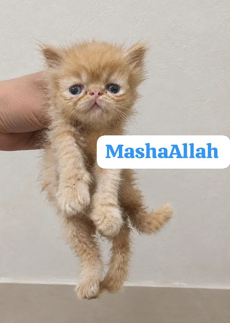 peke male kitten — photo 2