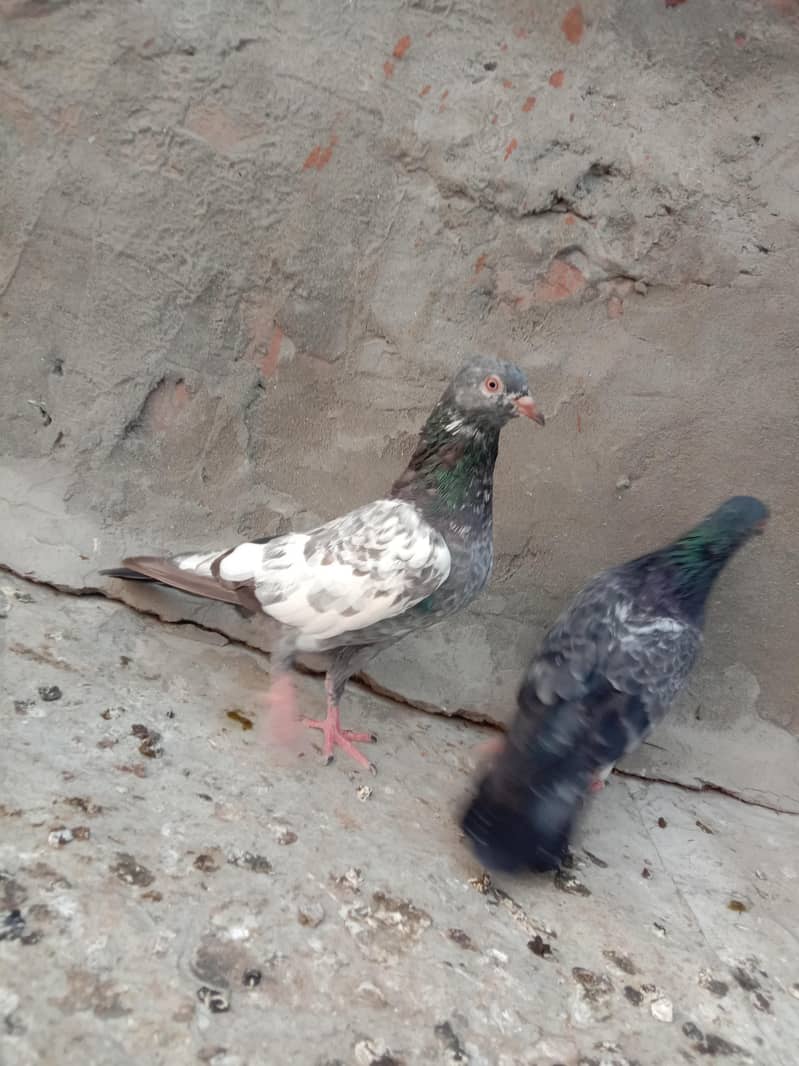 Dabe wala 0