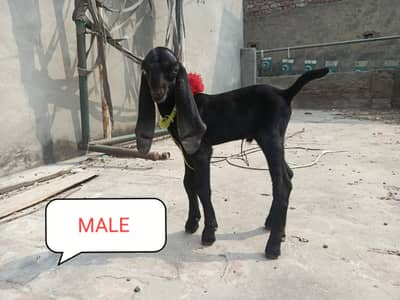 beetal goat kids male female 0/3/3/3/4/0/8/4/4/0/3