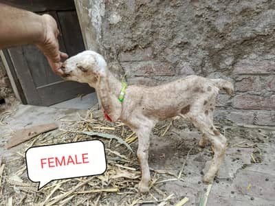 beetal goat kid female 0/3/3/3/4/0/8/4/4/0/3