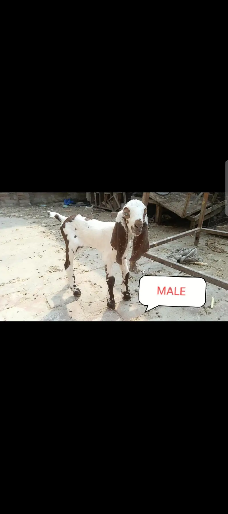 beetal goat kids male female 0/3/3/3/4/0/8/4/4/0/3 — photo 4
