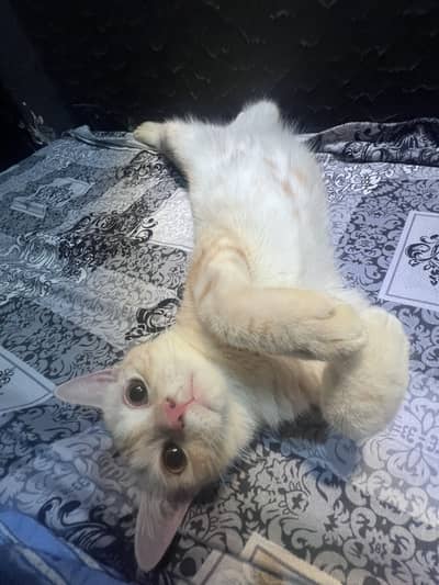 Tabby Shorthair