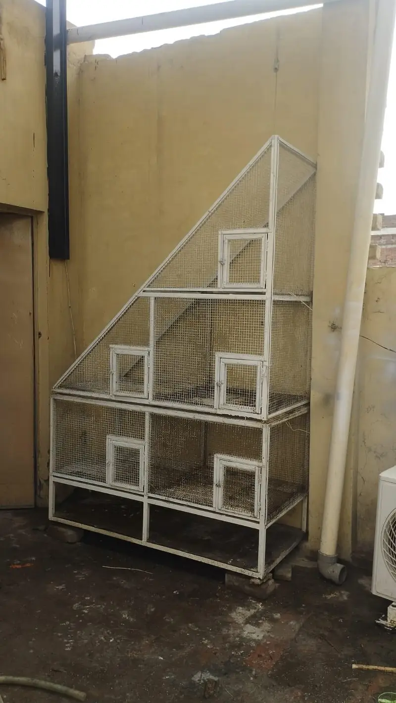 parrots cage — photo 6