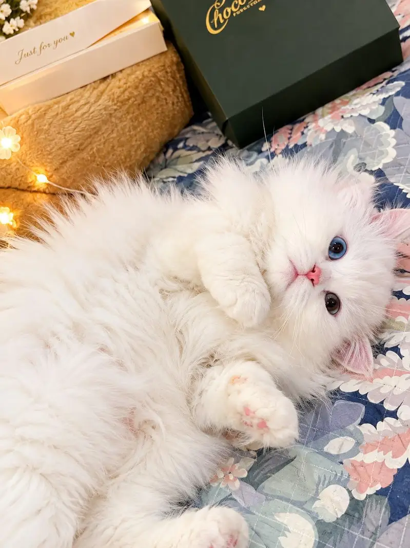 ​Odd Eye Persian Cat | 3 Years Old | Healthy & Playful — photo 6