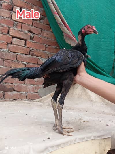 Thai panis pakoya chicks