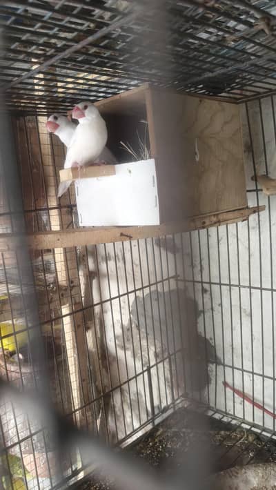 all Birds for sale.