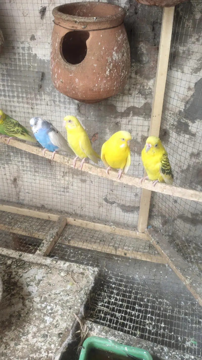 all Birds for sale. — photo 2