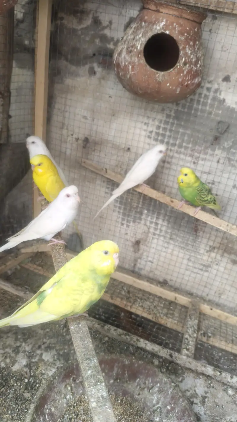 all Birds for sale. — photo 3