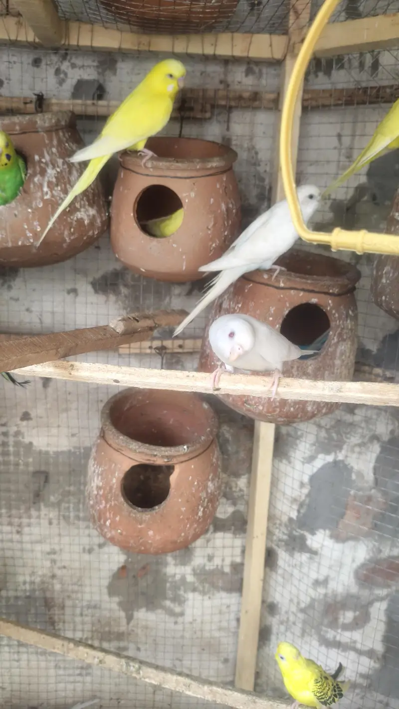 all Birds for sale. — photo 4