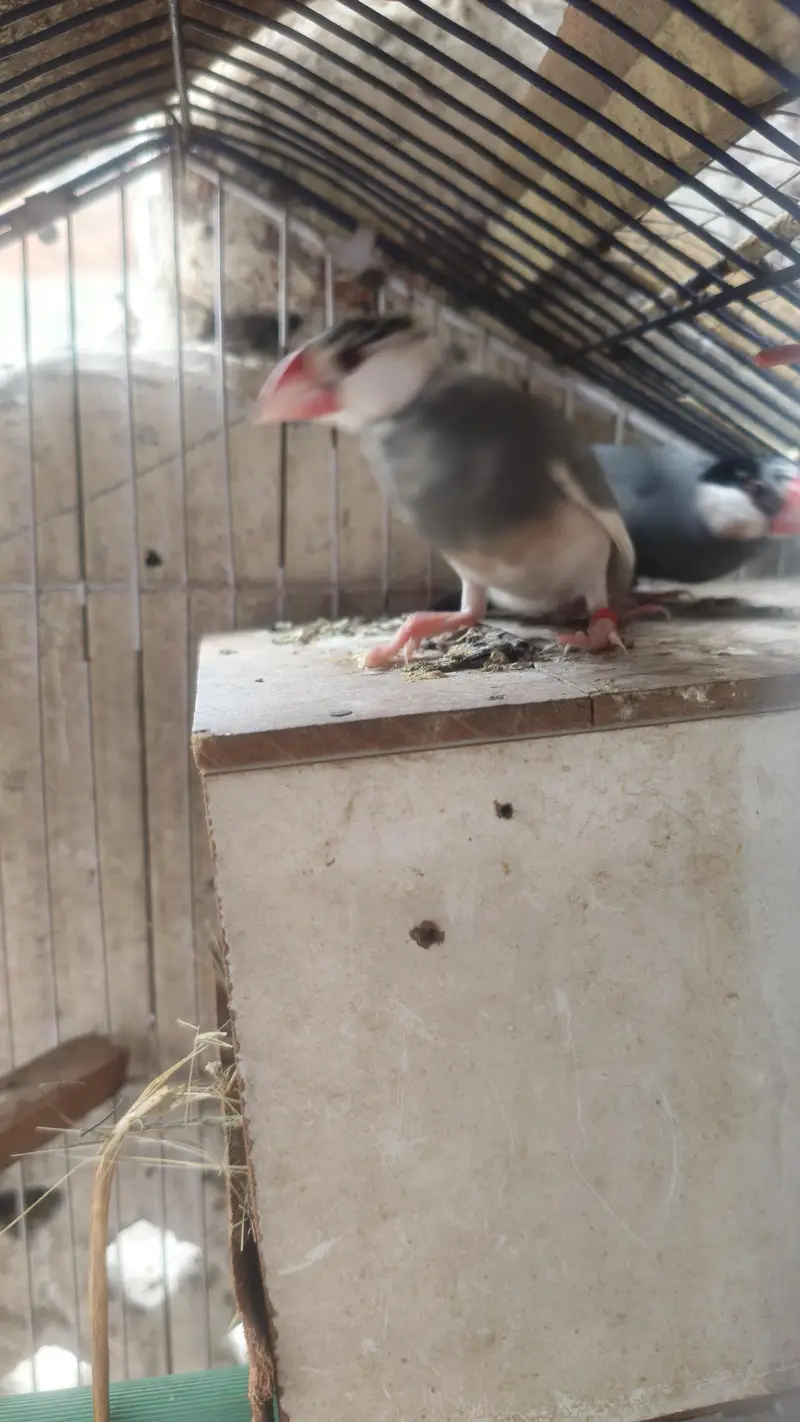 all Birds for sale. — photo 5