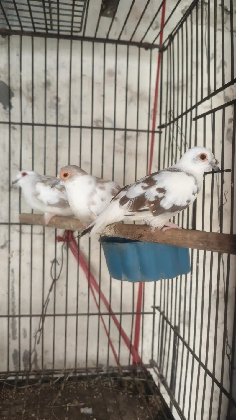 all Birds for sale. — photo 6