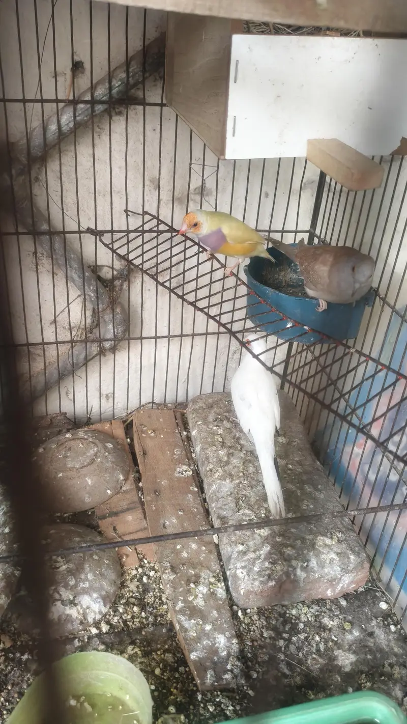 all Birds for sale. — photo 7