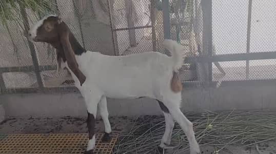 Gulabi Bakre