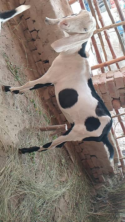Dogli bkri