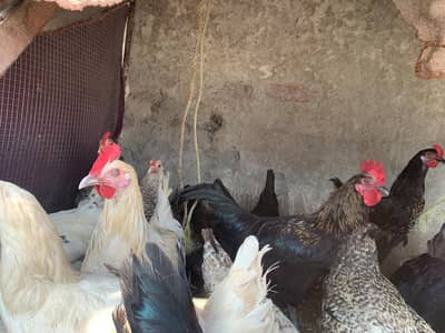 hens 1 piece 2500