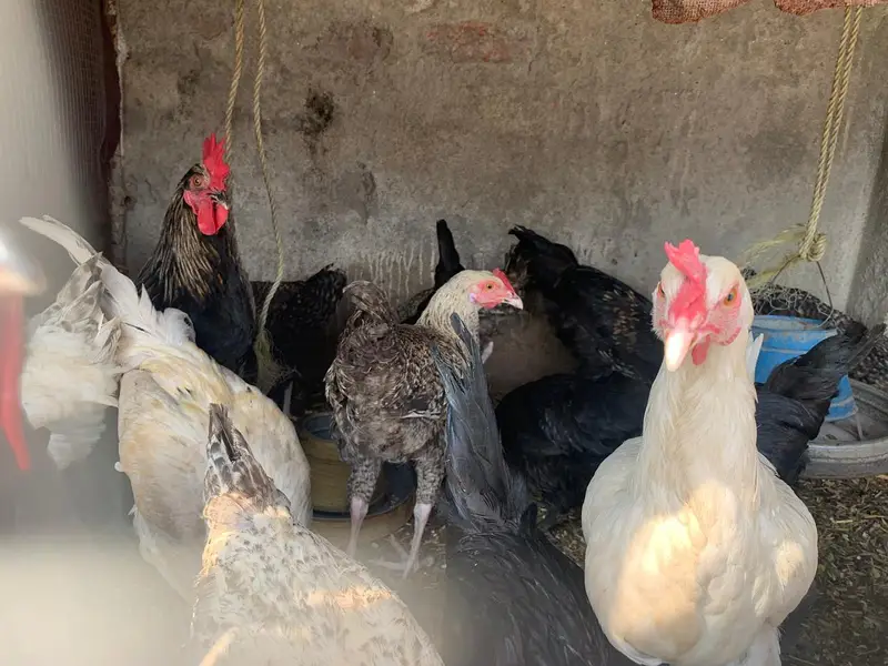 hens 1 piece 2500 — photo 2