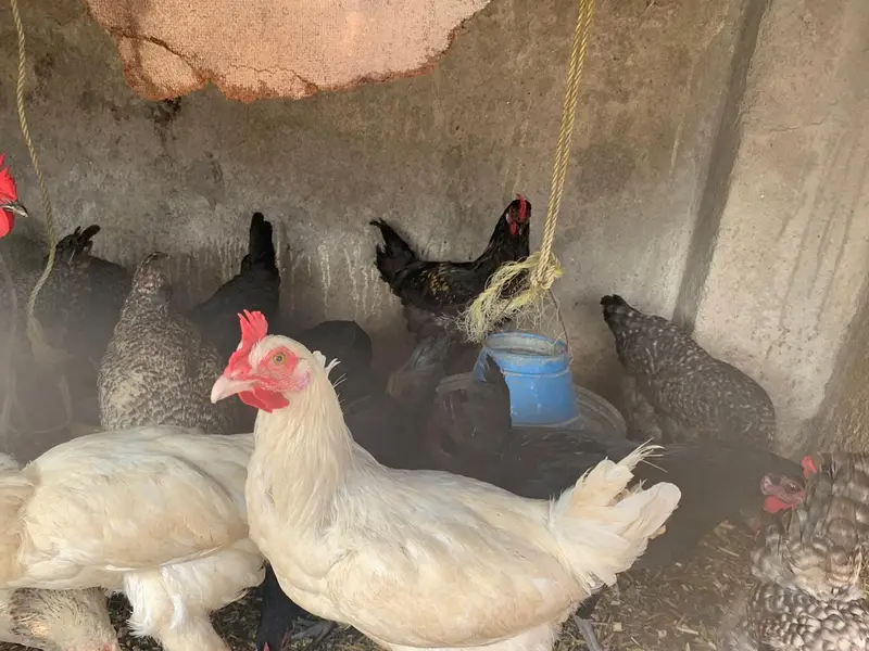 hens 1 piece 2500 — photo 4