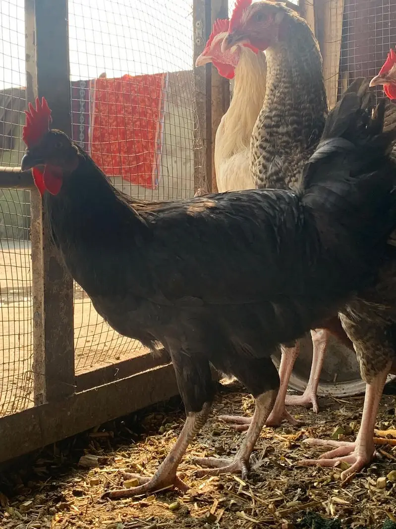 hens 1 piece 2500 — photo 5