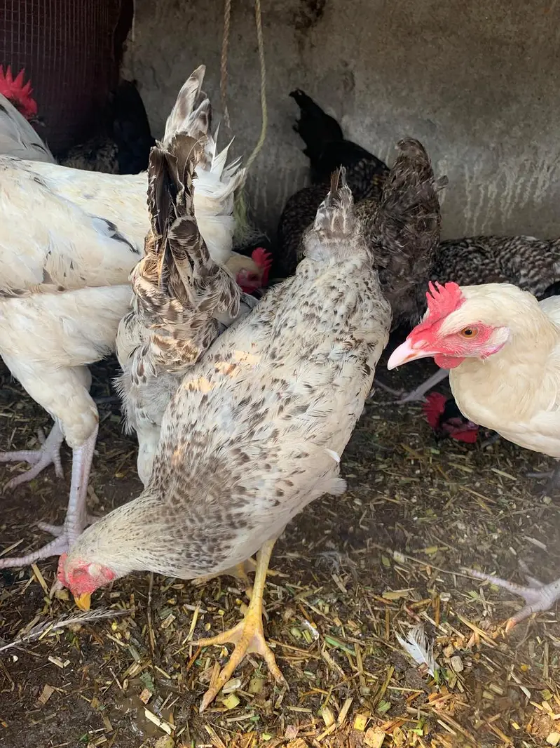 hens 1 piece 2500 — photo 6