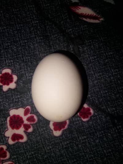 black Ayam eggs for sale