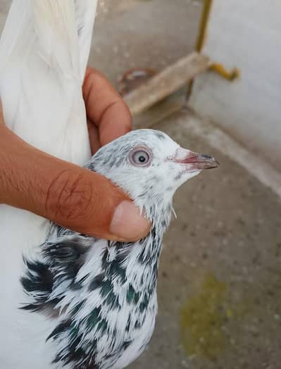 Sialkoti pogion for sale