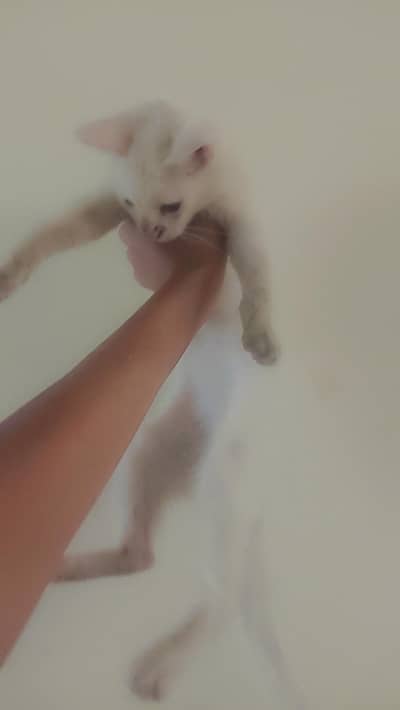 . my cat baby so cute Iss ko koi masla nahi ha na ya benar ha