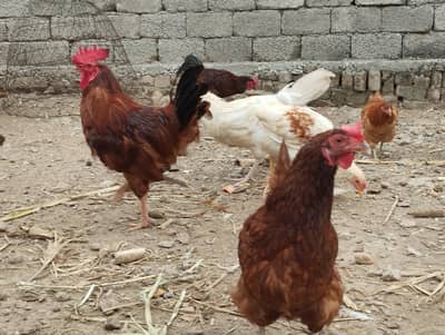 Pure Yellow leg RIR pair