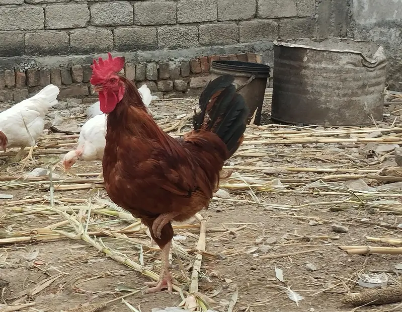 Pure Yellow leg RIR pair — photo 2