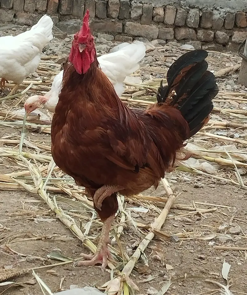Pure Yellow leg RIR pair — photo 3