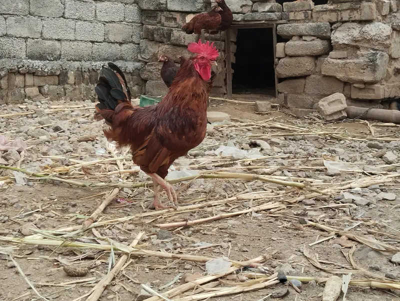 Pure Yellow leg RIR pair — photo 4